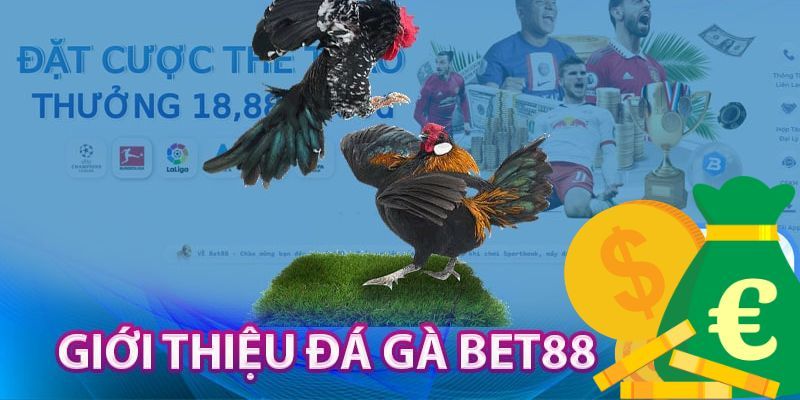 Sảnh chơi đá gà được nhiều hội viên BET88 đón nhận nhiệt tình
