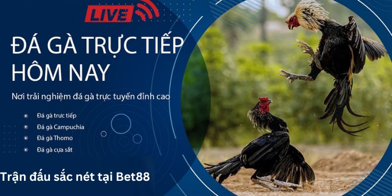 Những trận đấu đỉnh cao được phát sóng trực tiếp tại nhà cái